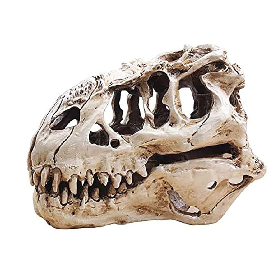 THE SKULL DISK NATURE TONES × DAMNGOOD Amazon.com: KODENG Tyrannosaur Skull T-Rex Skull Gifts